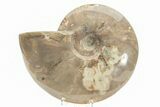 Polished Cretaceous Ammonite (Cleoniceras) Fossil - Madagascar #216102-1